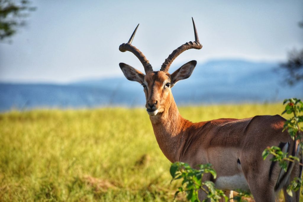 Close-up of an antelope with striking horns standing in a lush summer grassland.
