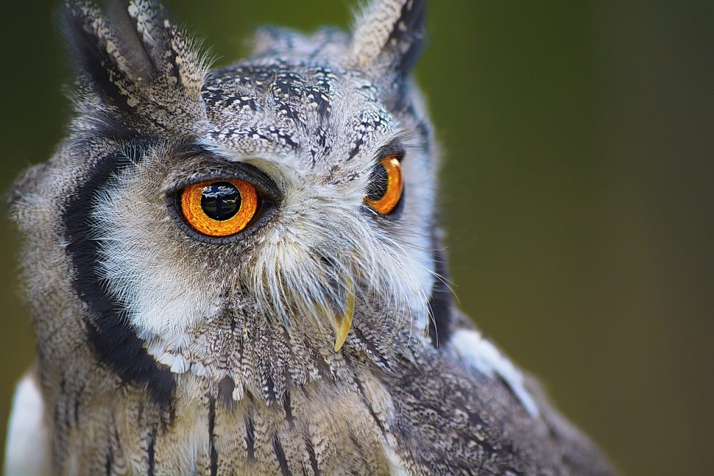 Crafting Captivating Headlines: Your awesome post title goes here owl, bird, head, owl eyes, bird of prey, raptor, ave, avian, ornithology, bird watching, animal, animal world, wildlife, wildlife photography, nature, portrait, eyes, beak, predator, wild, owl, owl, owl, owl, owl